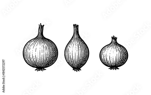 Detailed hand-drawn onion sketch with three variations in size on white background