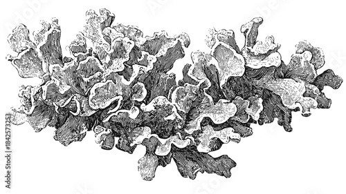 Vintage botanical illustration of textured lichen organism, detailed hand-drawn natural flora engraving artwork on white background