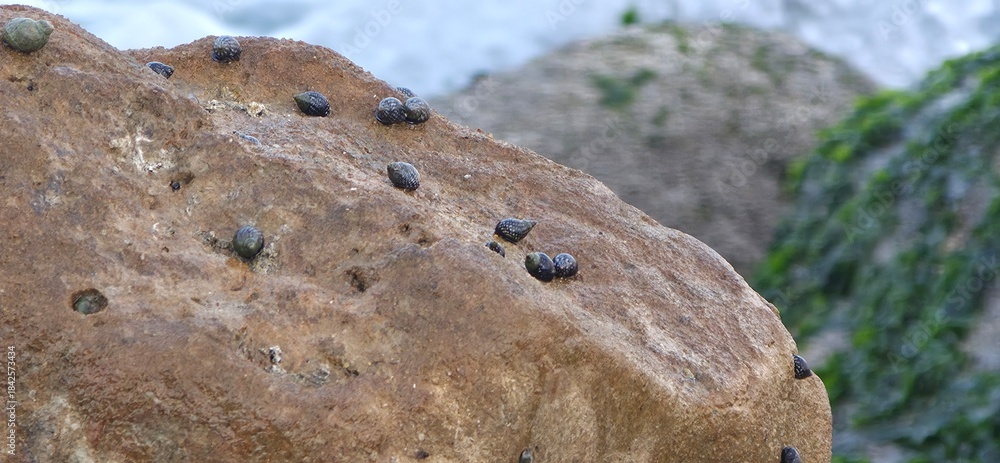 Obraz premium Sea Rocks, Sea Weeds, and Sea Shells on the Alexandria Seashore with Waves, A natural coastal scene from the Alexandria seashore featuring sea rocks, sea weeds, and scattered sea shells