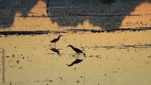 Birds in the pond and a sunset view.