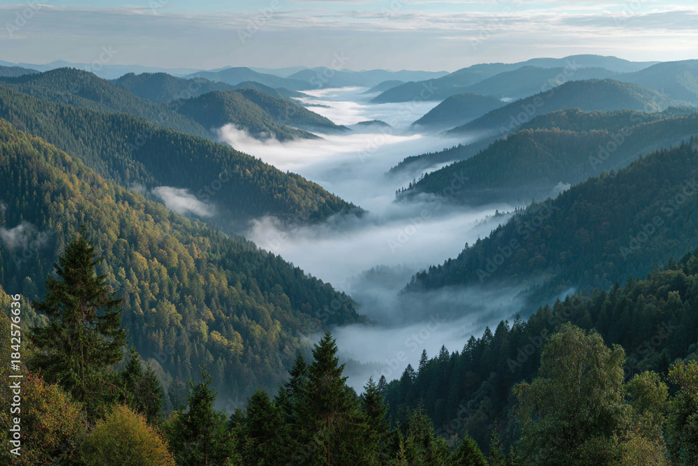Fototapeta premium Misty mountain valley forest panorama at sunrise