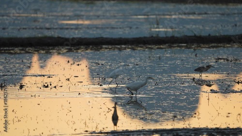 Birds in the pond and a sunset view.