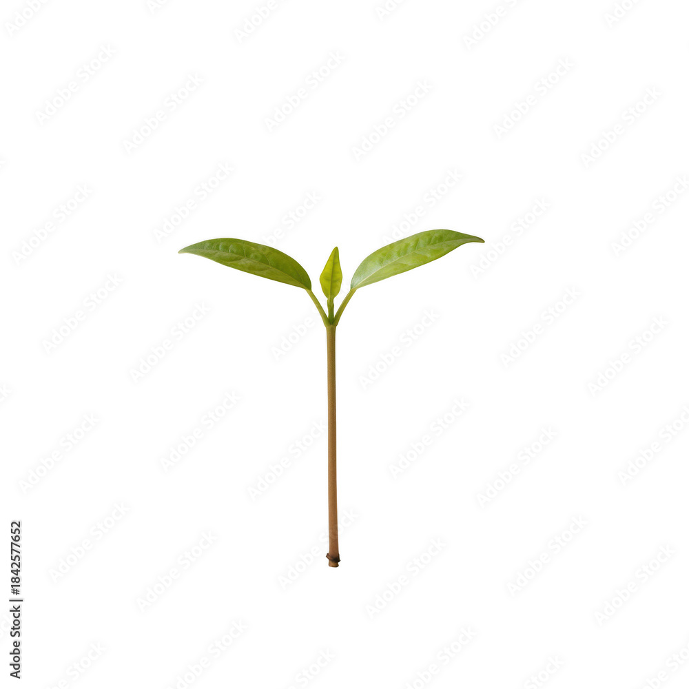Fototapeta premium Young green seedling sprouting two leaves