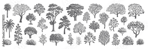Minimal Style CAD Tree Line Drawing Set Featuring Side-View Graphic Tree Elements, Outline Symbols for Architecture and Landscape Design, Vector in White Stroke Including Tropical and Oak Varieties