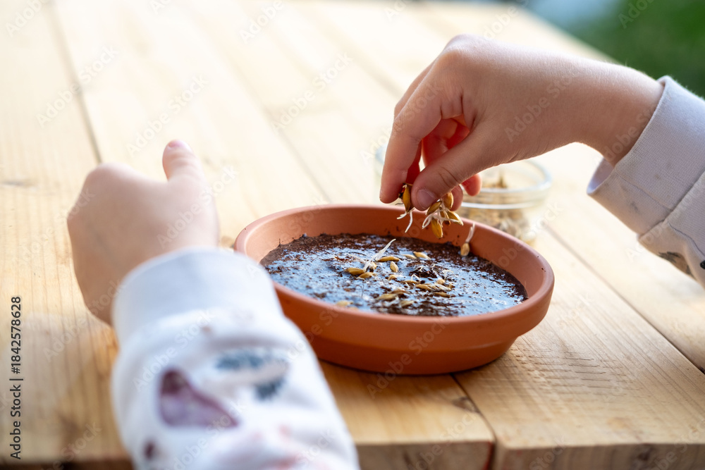 Obraz premium child's hands planting wheat seeds, soaking pet grass grain seeds, home education nature lesson, caring pet ownership responsibility, organic sprouting healthy food, fun domestic gardening activity