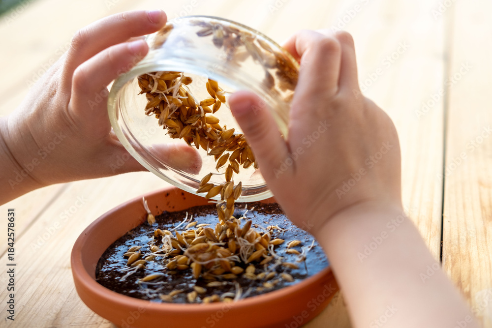 Obraz premium child's hands planting wheat seeds, soaking pet grass grain seeds, home education nature lesson, caring pet ownership responsibility, organic sprouting healthy food, fun domestic gardening activity