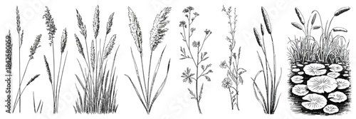 Modern Line Art Illustration and Engraving Set Featuring Ink Drawings of Plants from Water, Lakes, Rivers, and Swamps, Showcasing Detailed Botanical Elements in Contemporary Graphic Style