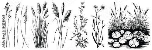 Modern Line Art Illustration and Engraving Set Featuring Ink Drawings of Plants from Water, Lakes, Rivers, and Swamps, Showcasing Detailed Botanical Elements in Contemporary Graphic Style