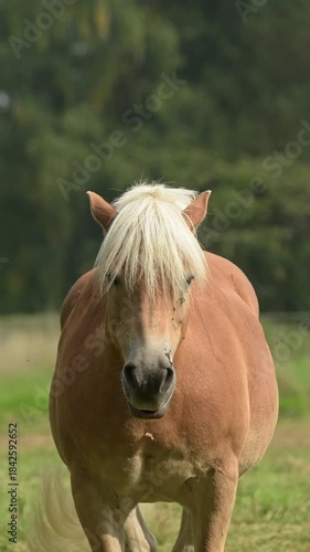 Front view of brown Haflinger horse standing in a meadow on a pasture in the rural countryside with flies on its head in Germany, Europe