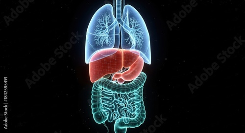 Glowing Human Internal Organs Anatomy Illustration on Black Background.