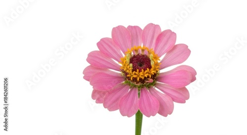 Close-up of a single pink zinnia