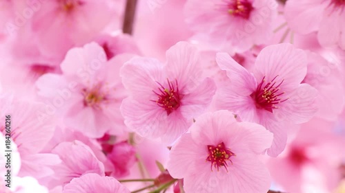 ピンク色の陽光桜が満開・風に揺れて美しい