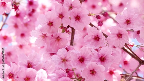 ピンク色の陽光桜が満開・風に揺れて美しい