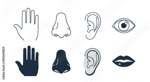 A complete set of icons representing the five human senses of touch, smell, hearing, sight, and taste, provided in both outline and solid styles.