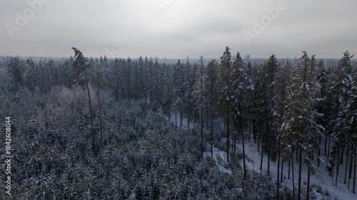 Winter forest coniferous snow snow-covered Zakopane Poland