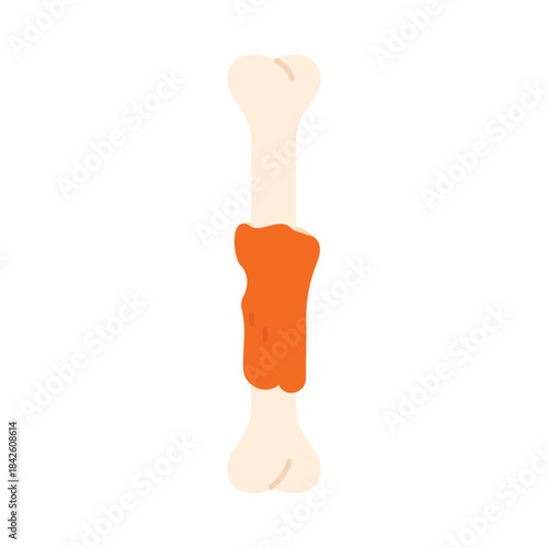 Bone from chicken leg with piece of meat left over after meal, dinner leftovers vector illustration