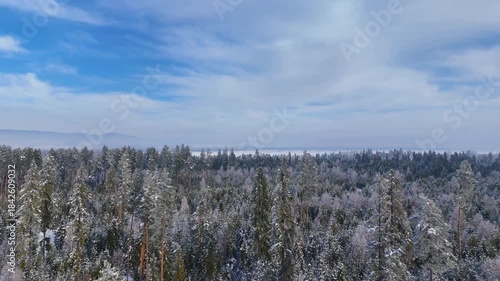 Winter forest coniferous snow snow-covered Zakopane Poland