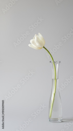 Elegant White Tulip in Clear Glass Vase on Grey Background with Copy Space.