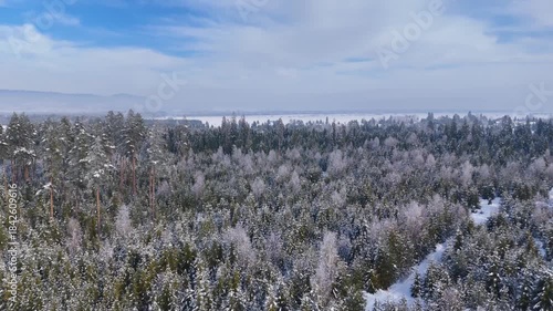 Winter forest coniferous snow snow-covered Zakopane Poland