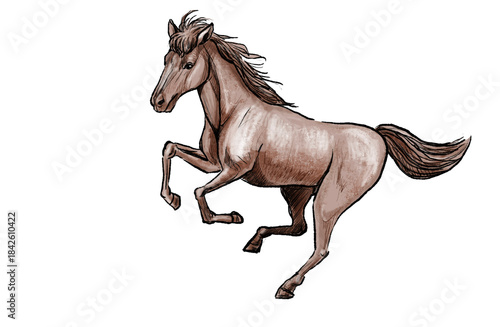 かっこいい馬の絵　ペン画　イラスト　リアル