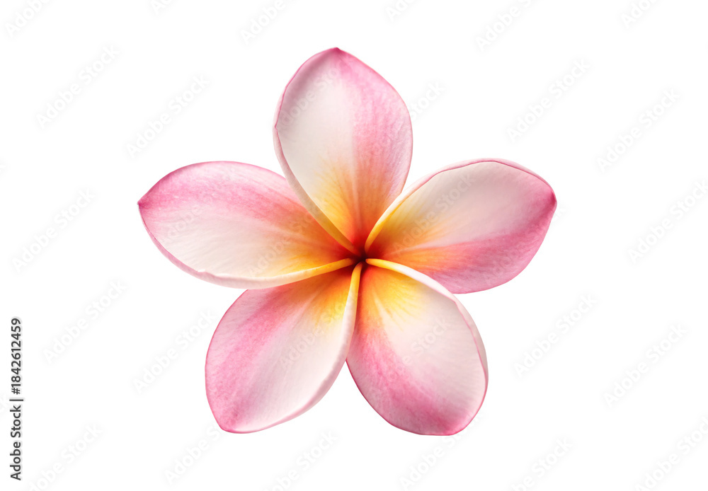 Fototapeta premium Five-petaled pink plumeria with yellow center gradient, isolated on a transparent background