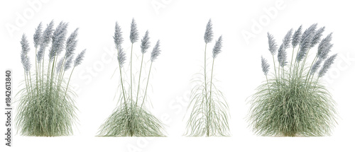 3d render set of white pampas grass clusters on transparent background