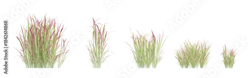 3d render of pink ornamental cylindrica rubra grass clusters with thin, textured blades on a transparent background, ideal for landscaping visuals and natural design elements