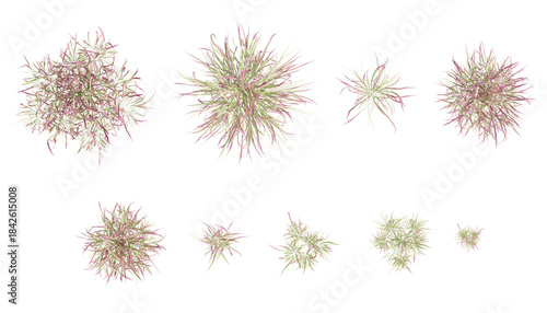 Top view of 3d grass imperata cylindrica clusters with thin, textured blades on a transparent background
