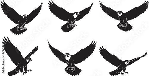 Falcon silhouette flying and landing, bird of prey motion, black vector illustration, wings spread, talons extended, raptor anatomy, wildlife graphic