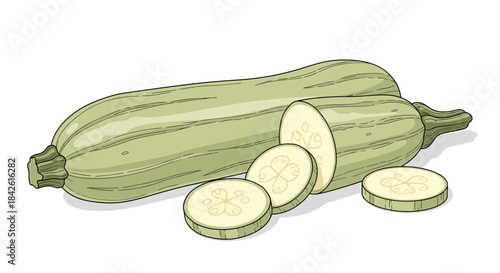 Fresh green zucchini or vegetable marrow, whole and sliced, in a detailed and realistic vector illustration isolated on a white background.