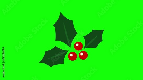 Holly Christmas berries with green leaves decoration symbol on transparent background.