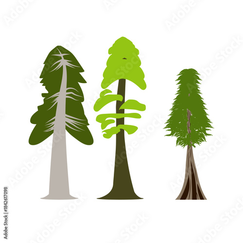 Cypress Tree natural forest pine