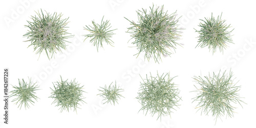 Top view set of 3d illustration miscanthus floridulus grass plant on a transparent background