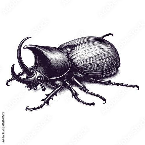 rhinoceros beetle