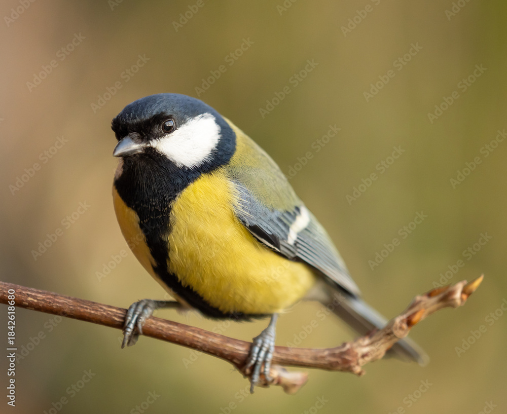 Naklejka premium Great tit on a branch