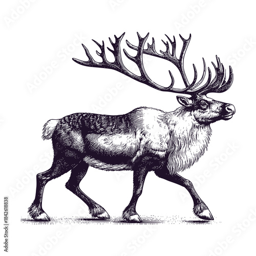 horned reindeer