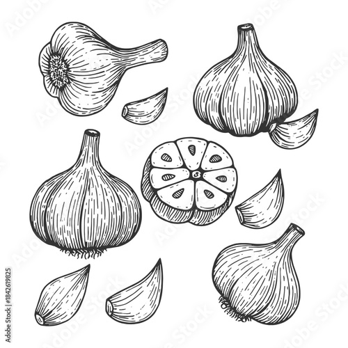 Vector collection of vintage monochrome illustrations featuring whole garlic bulbs, cloves, and sliced halves, ideal for cooking, food seasoning, and ingredient vector designs.