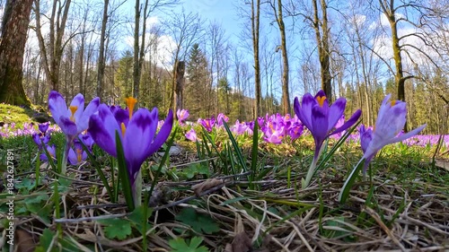 blooming crocuses against the backdrop of a forest in early spring