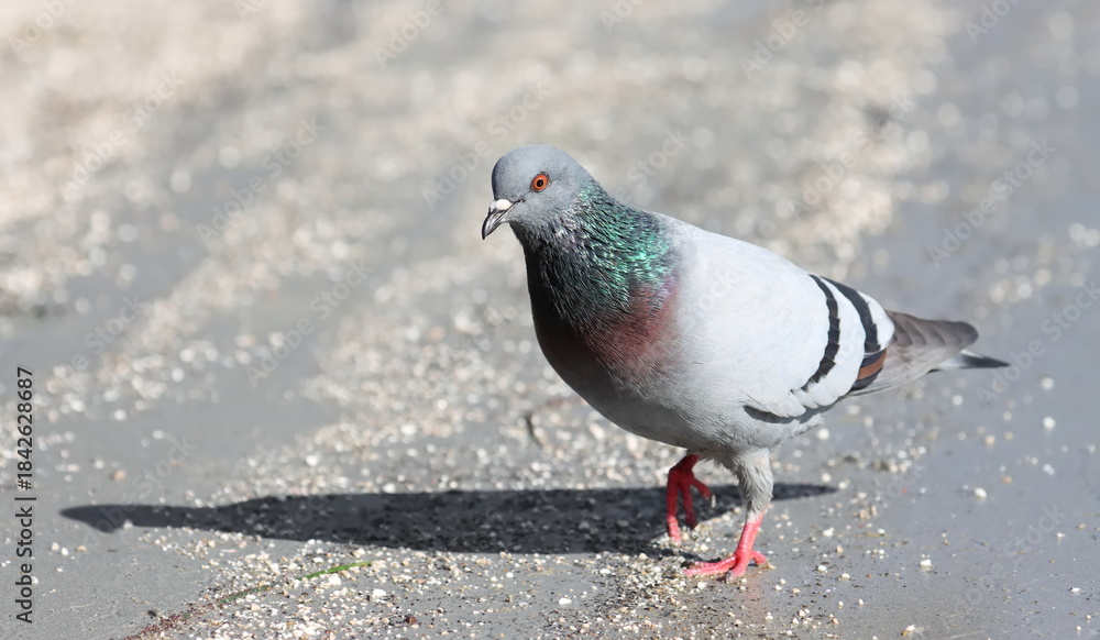 Obraz premium Close up pigeon on beach, birds of Montenegro