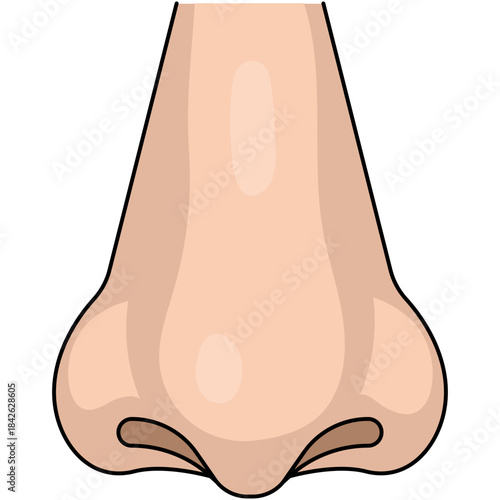 Illustration of a Human Nose