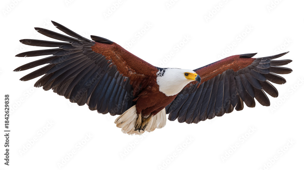 Obraz premium African Fish Eagle in Flight Isolated