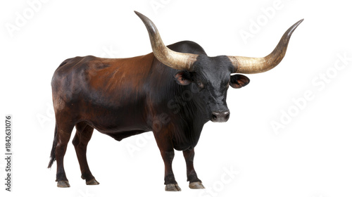 Ankole-Watusi Bull Isolated