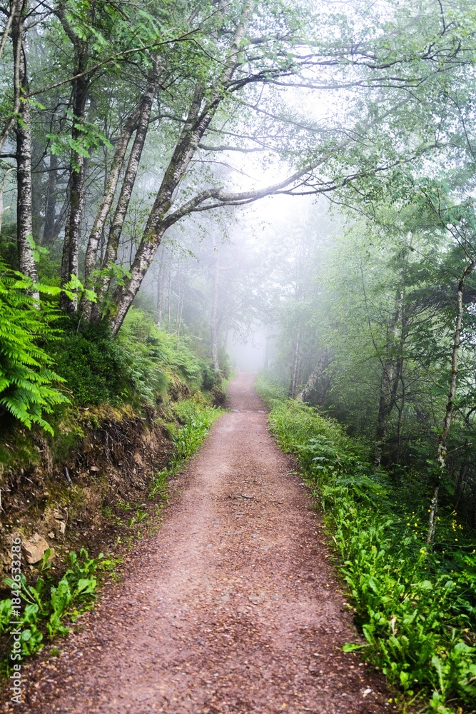 Fototapeta premium 나무, 경로, 네이처, 길거리, green, 공원, 경관, 여름, 봄, 산책로, 보도, 가을, 통로, 나뭇잎, 단풍, 국가, 걷다, 목초, 때