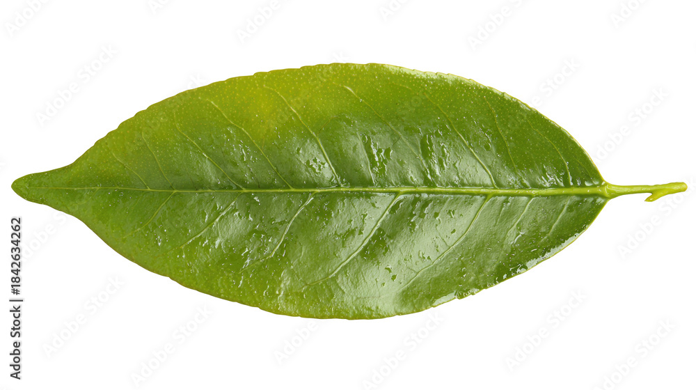Obraz premium Citrus Leaf Isolated