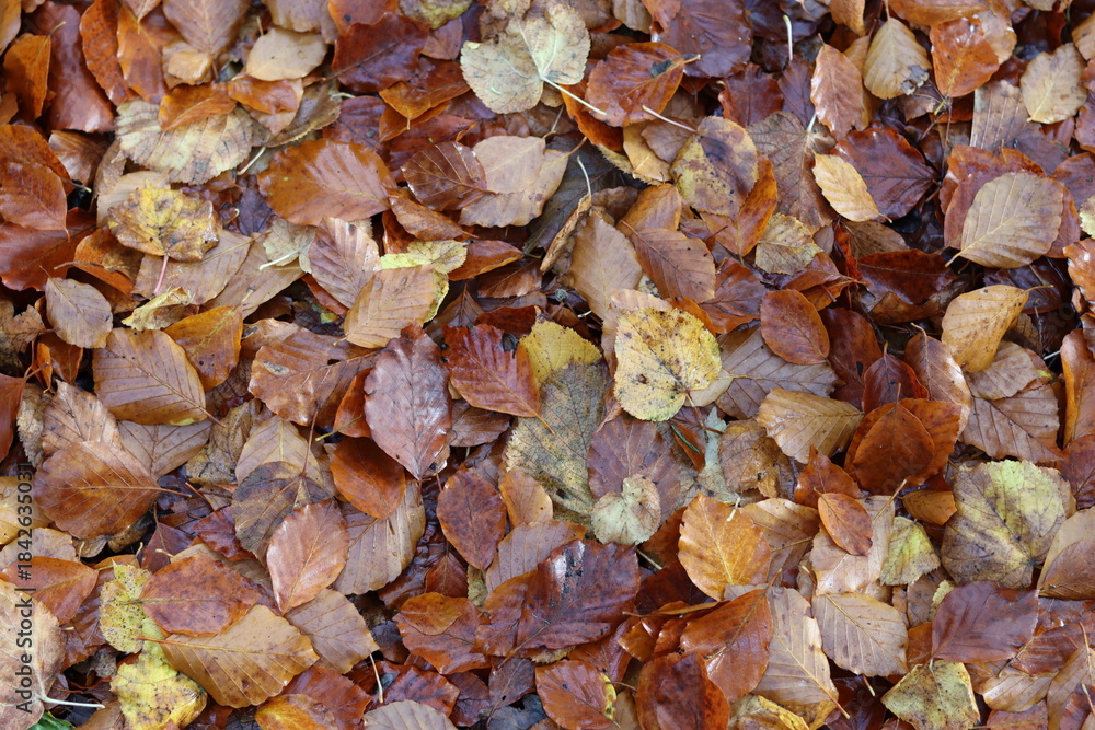 Obraz premium Layer of brown leaves in autumn