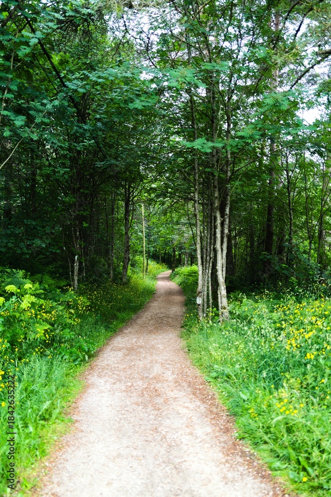 Fototapeta premium 나무, 경로, 네이처, 길거리, green, 공원, 경관, 봄, 여름, 길, 걷다, 통로, 산책로, 나뭇잎, 단풍, 목초, 레인, 보도, 국가, 계절