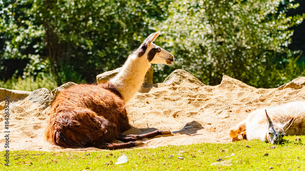 Naklejka premium Lama glama, llama, on a sunny summer day