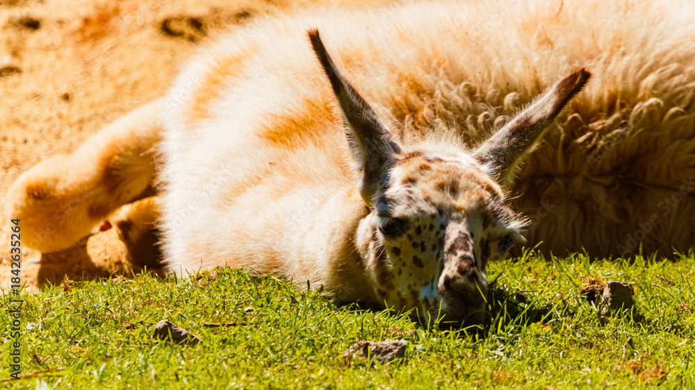Obraz premium Lama glama, llama, on a sunny summer day