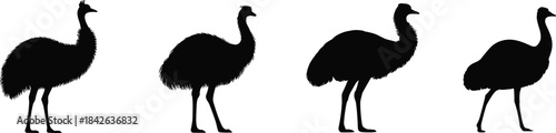 Black Silhouette Vector Set of Emus or Ostriches in Profile Isolated on a White Background Australian Flightless Birds Animal Icon Collection
