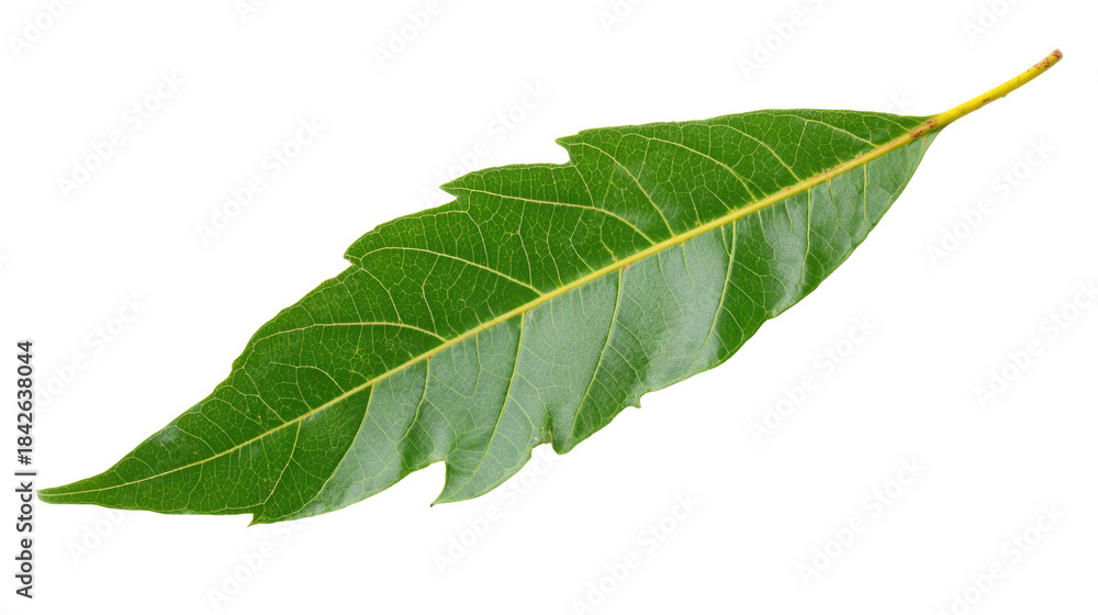 Fototapeta premium Green Leaf on Transparent Background
